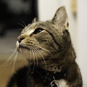 Fundraising Page: Cloud PAC ALUM